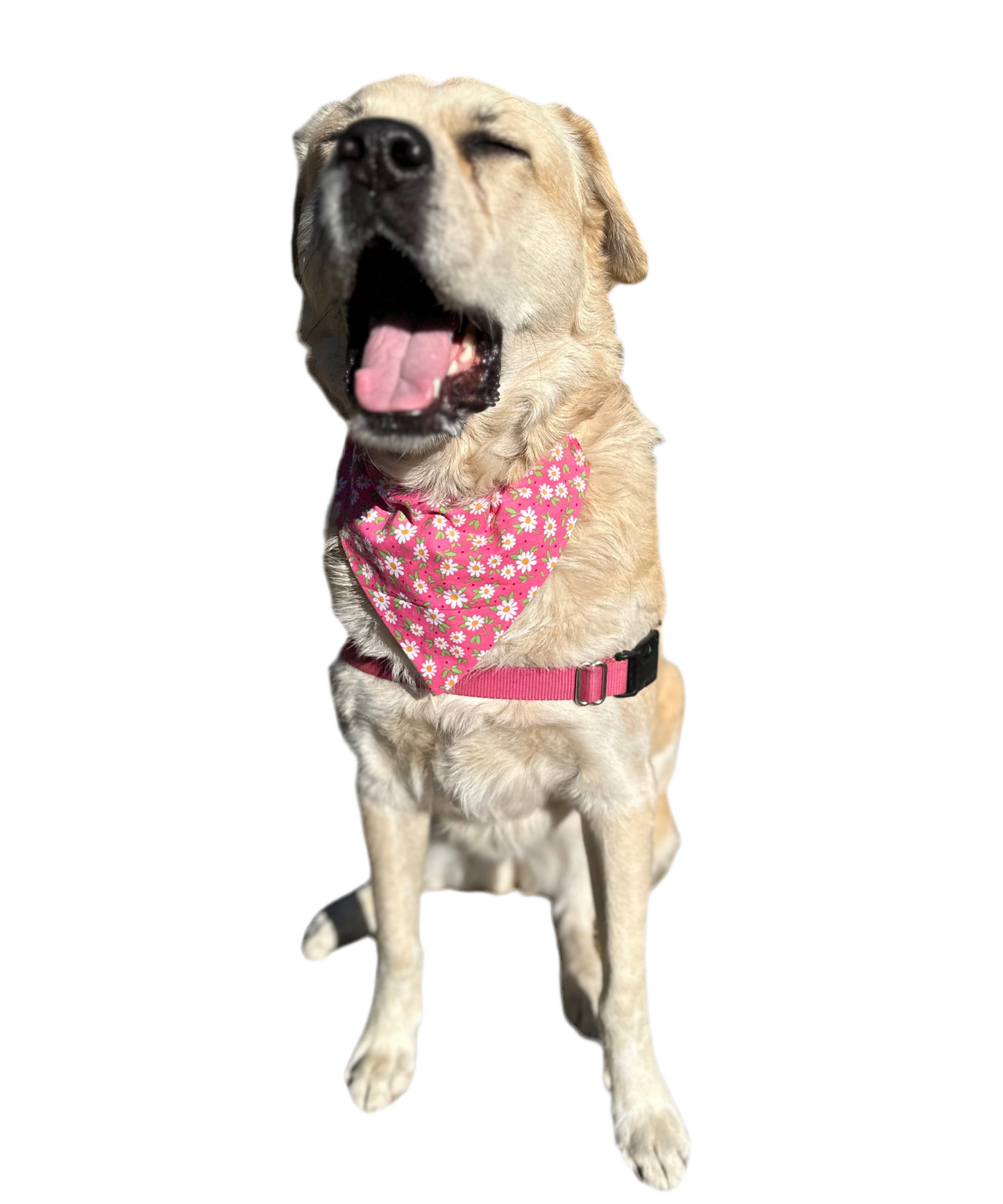 Buns & Blooms Bandana