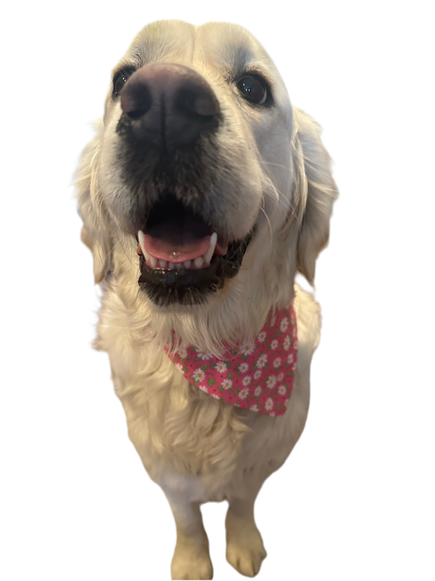 Buns & Blooms Bandana