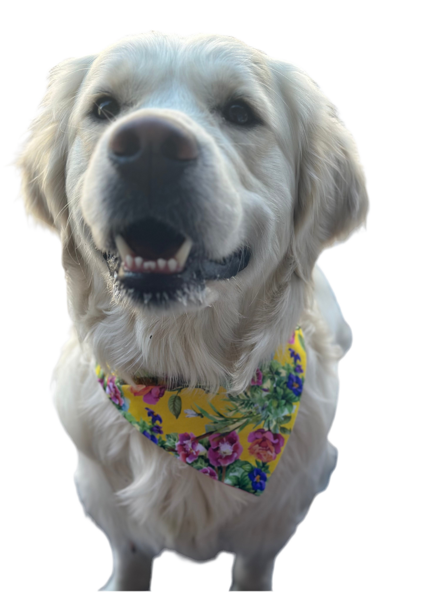 Garden Pup Bandana