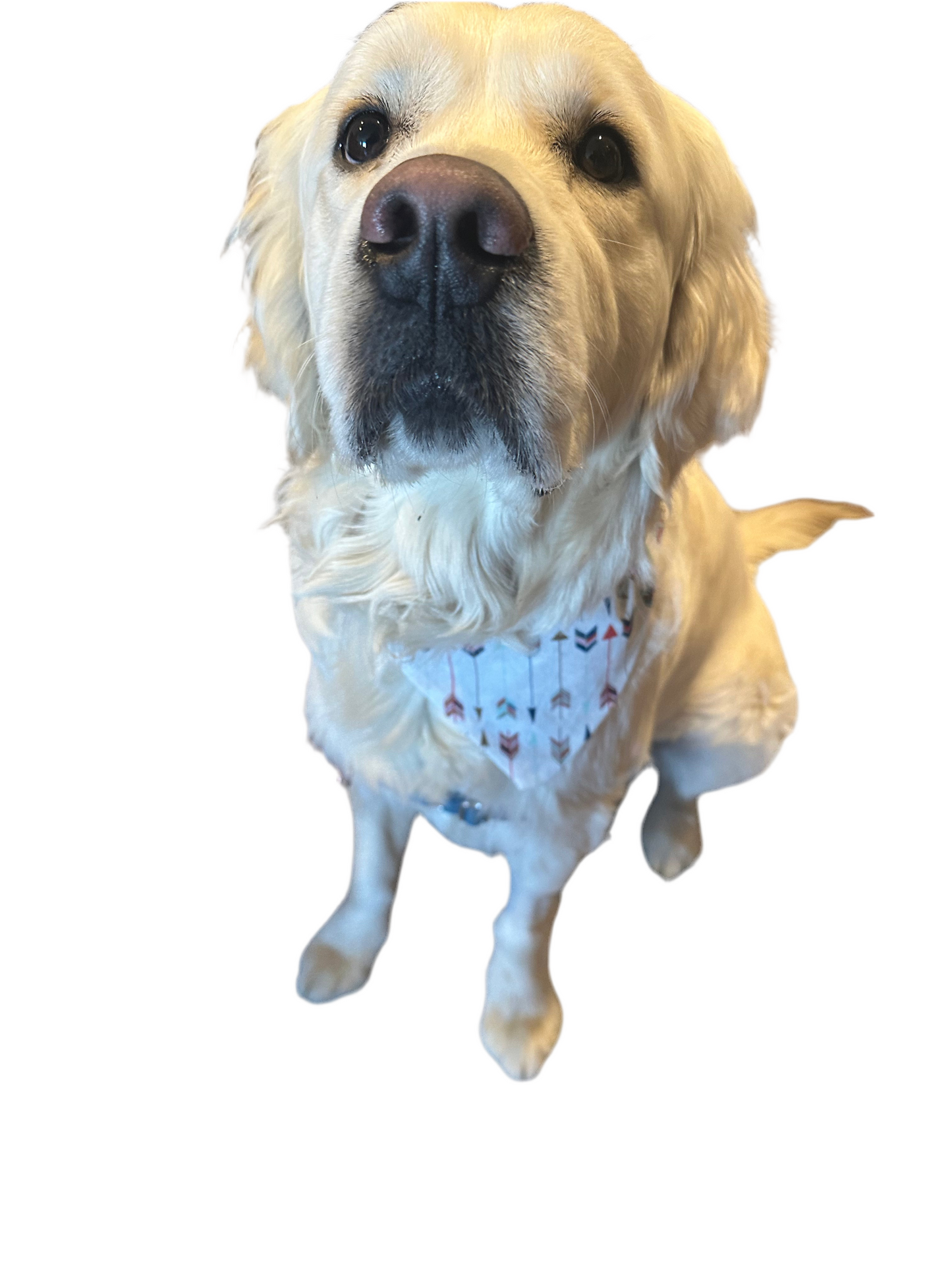 Star Chaser Bandana
