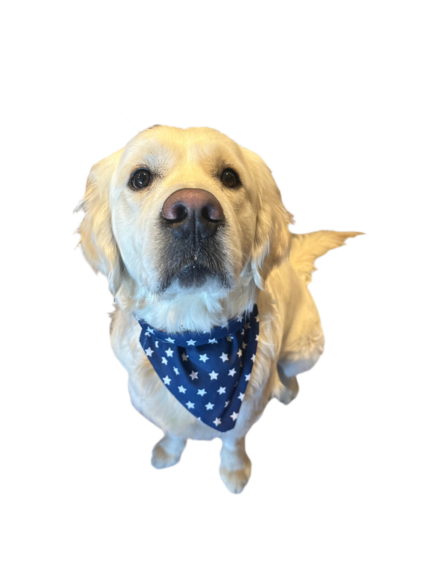 Star Chaser Bandana