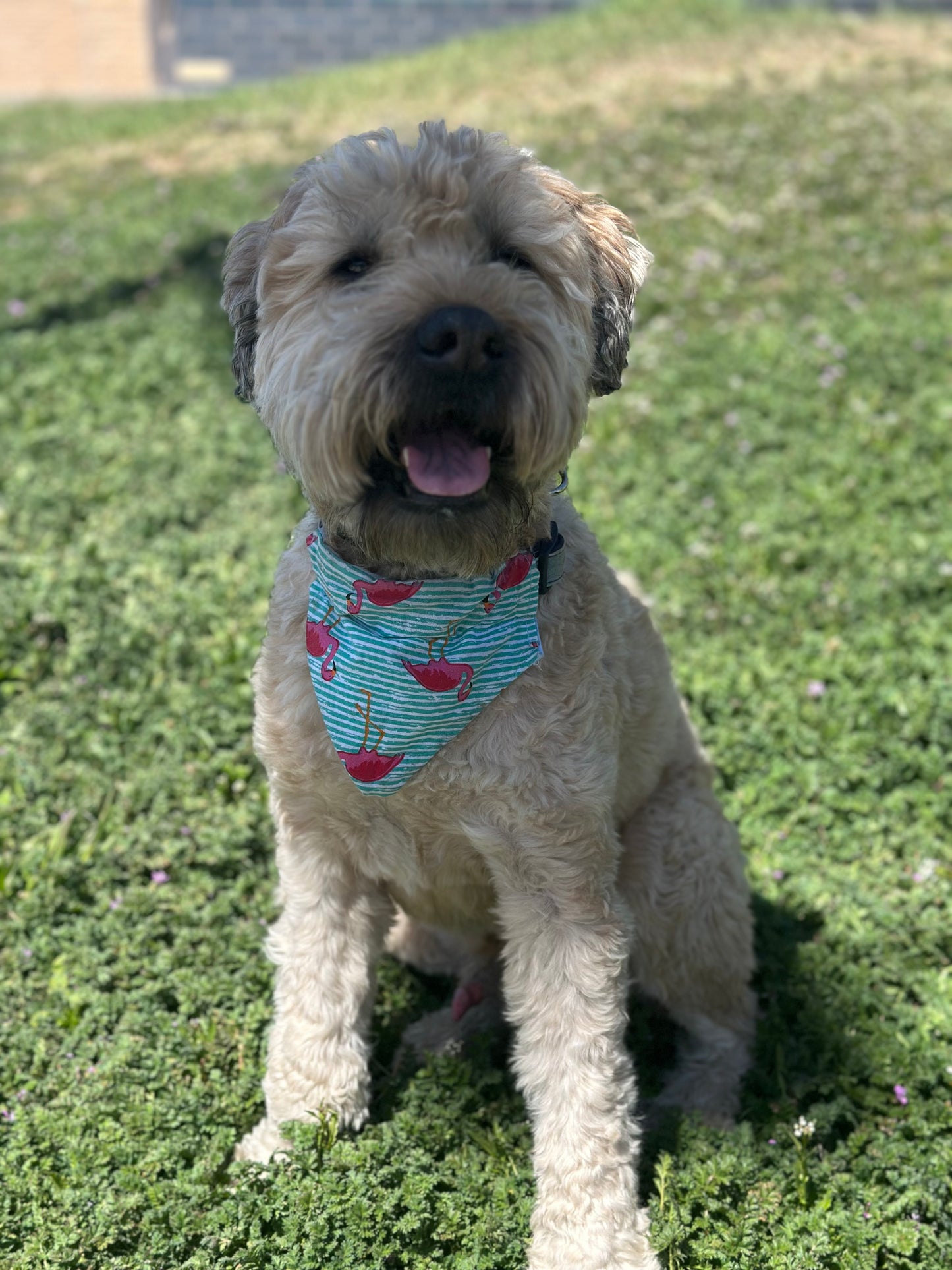 Flockin’ Fresh Bandana